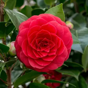 Camellia 'Black Lace'